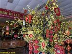 canh-mai-quang-duc