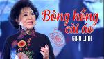 ca-si-giao-linh