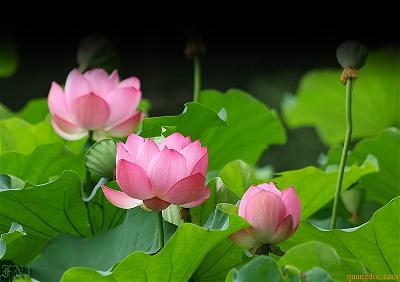 Hoa sen quangduc-1
