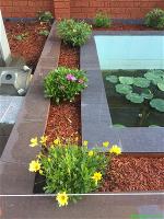 hoa-cuc-chau-phi-quang-duc-10-