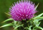 milk-thistle