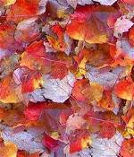 autum-3