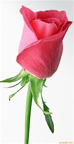 red-rose-60
