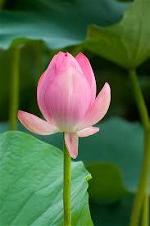 lotus-1