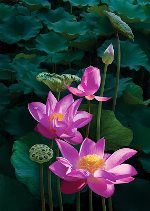 lotus8