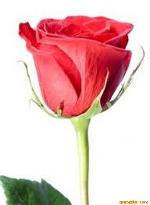red-rose-61