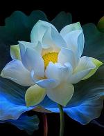 lotus-21a