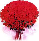 red-rose-105