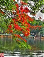 hoaphuong-1