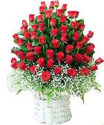red-rose-1154