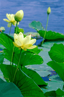 toi-tim-duong-giac-ngo