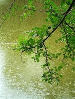 mua-rain1