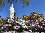 hoa-cuc-chau-phi-4-