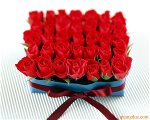 red-rose-58