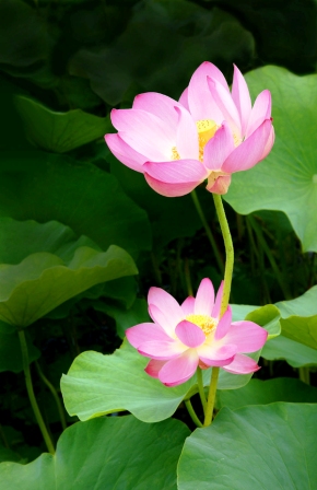 lotus_1A