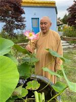 hoa-sen-chua-vien-giac-14-