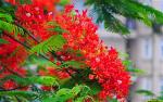 hoa-phuong-do