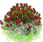 red-rose-115