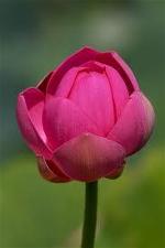 lotus-10