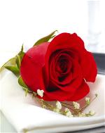 red-rose-101