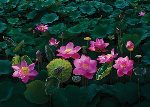 lotus1