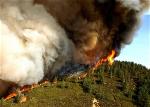 bush-fire-in-cali