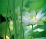 lotus-55