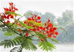 hoa-phuong-do