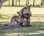 tinh-mau-tu-kangaroo