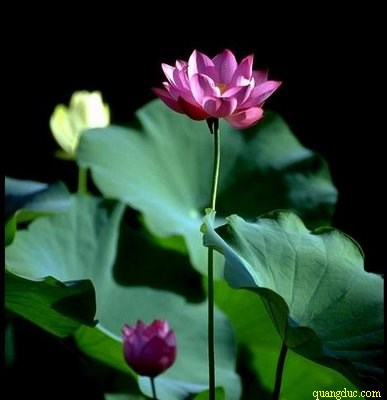 hoa_sen (12)