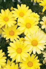margueritevang-1