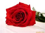 red-rose-63