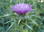 medicine-hunter-milk-thistle-morocco-684