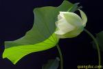lotus-2