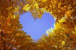 heart-and-autumn