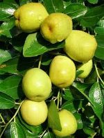 01-apple