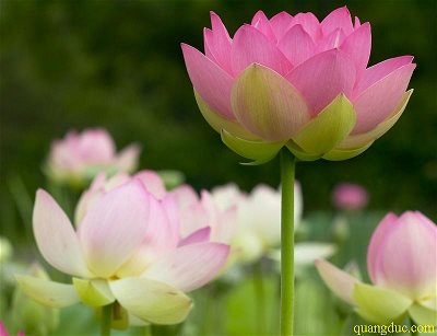 hoa_sen (15)