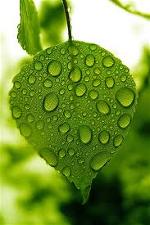 greenleaves-laxanh2