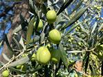 trai-olive-2