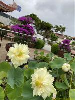 hoa-sen-thien-vien-minh-quang-2-