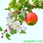 qua-tao