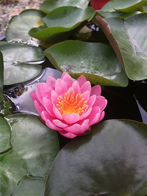 lotus77