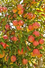 apple-tree