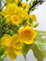 canh-mai-01