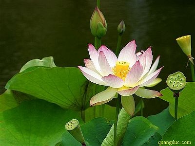 hoa_sen (21)