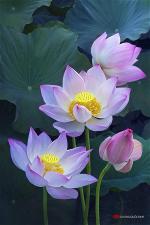 lotus-2-1-