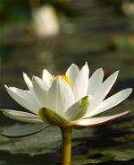 white-lotus-10