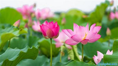 hoa sen dep (3)
