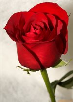 red-rose-47