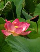 lotus-13